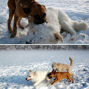 Winterhunde