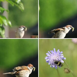 Tiere im Garten