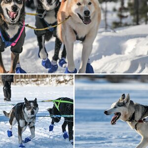 Winterhunde