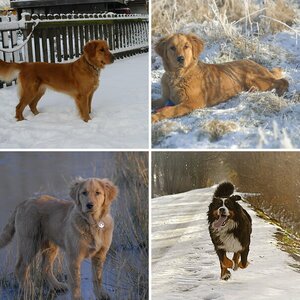Meine Hunde