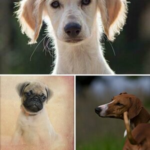 Hunde