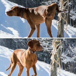 Hunde
