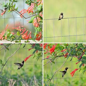 Hummingbirds
