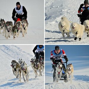 Hunde im Winter