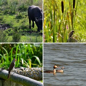 Steinhuder Meer Teil 1