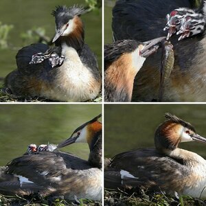 Familie Haubentaucher