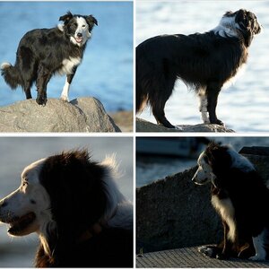 Paddys Ostsee-Tagebuch