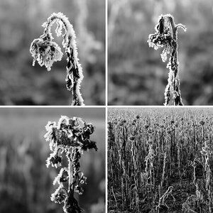 Sonnenblumen im Winter