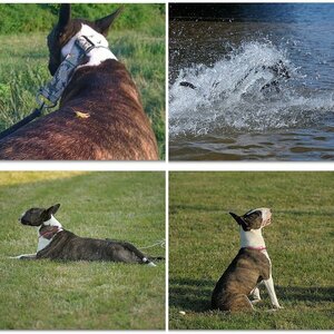 Bull-Terrier-III