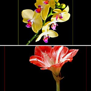 Blumen