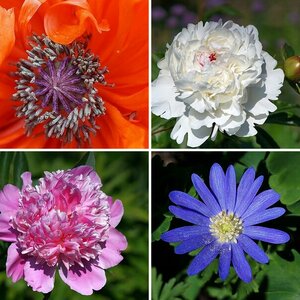 Blumen, Blüten, Blätter