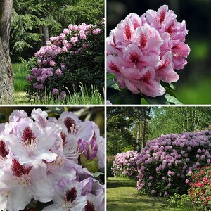 Rododendronpark