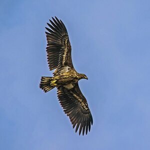 Seeadler
