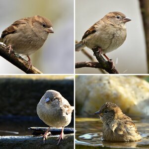 Spatz 7