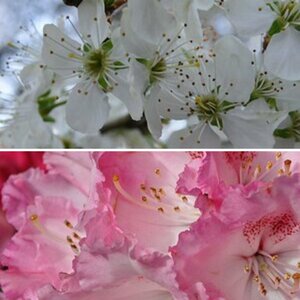 Natur -  Jahreszeiten - Frühling 2015