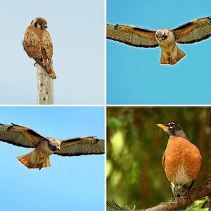Vögel_Wildlife_USA_2015