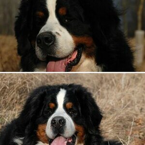 Maddox