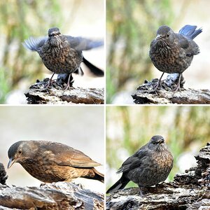Amsel 5