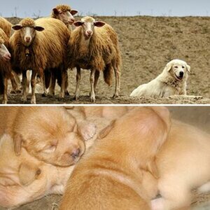 Hunde