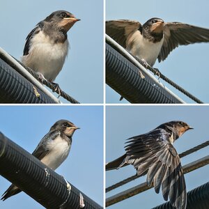 Vögel II