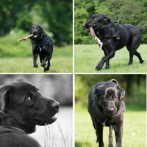 Hundefrühling 2014