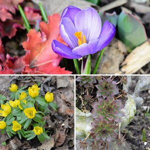 Blumen