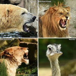 Zoo im Quadrat