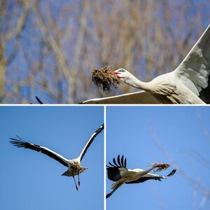 Vögel