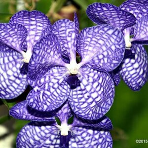 Orchideen