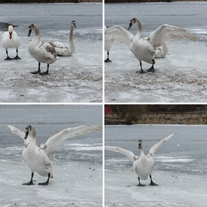 Schwan auf dem Eis