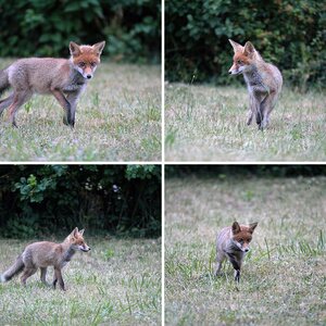 Fuchs