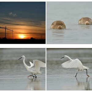 Neusiedler See II