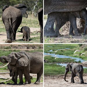 Tansania: Great Migration, Big Cats & more
