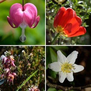 Blumen