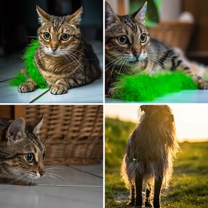 Tiere