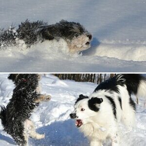 Winterhunde