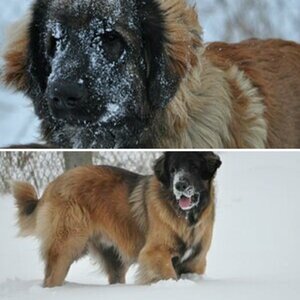 Winterhunde