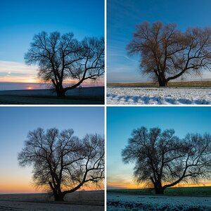 Der Baum