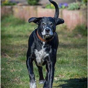 Hund