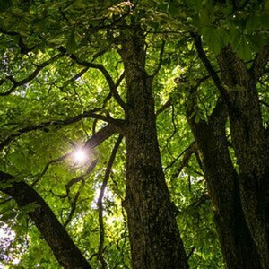 Natur