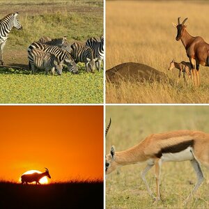 Masai Mara Teil 5: Der Rest