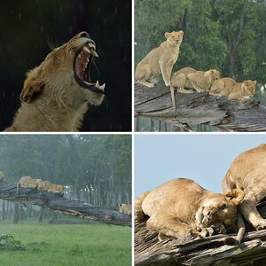 Masai Mara Juni 2015