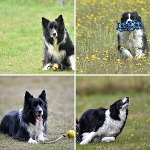 Hunde