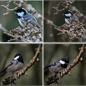 Blaumeisen_Kohlmeise_Schwanzmeise_Sumpfmeise 2