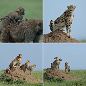 Masai Mara Juni 2015   II