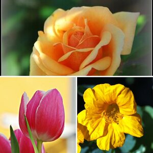Blumen