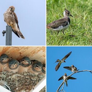 Vogelalbum VIII