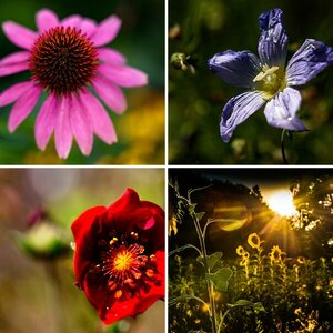 Blumen/Bäume