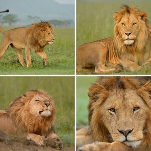 Serengeti Februar 2014