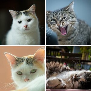 cats